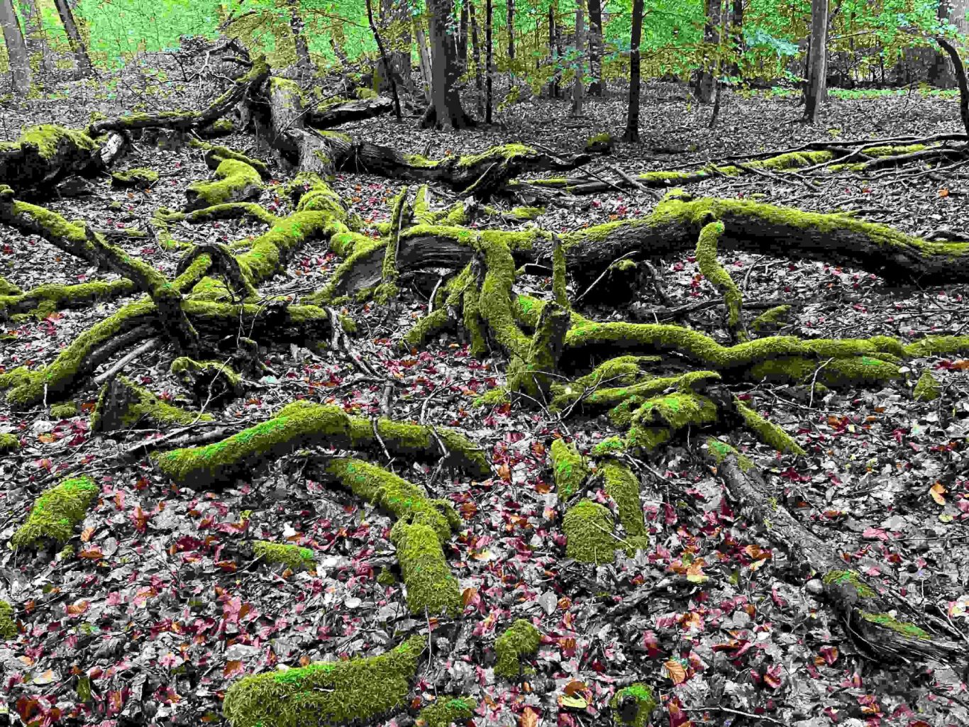 gemütliches Ferienhaus Havelpark Waldwege Urlaub